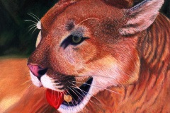 Puma or mountain lion colored pencils illustration