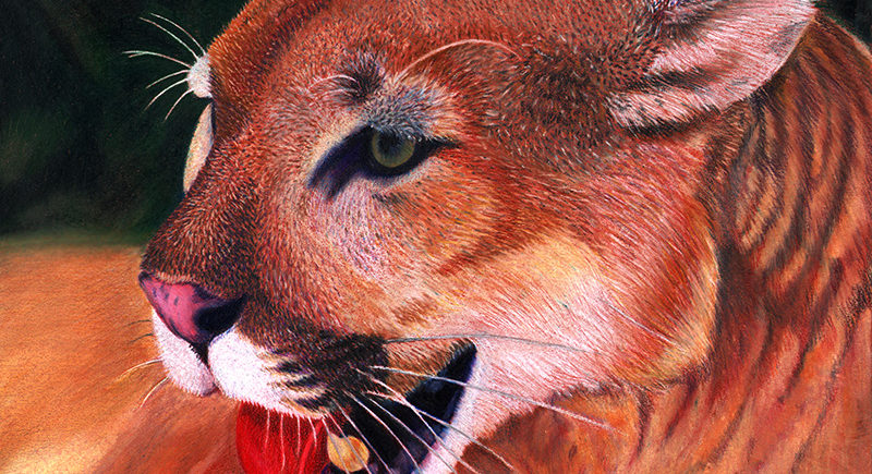 Puma or mountain lion colored pencils illustration